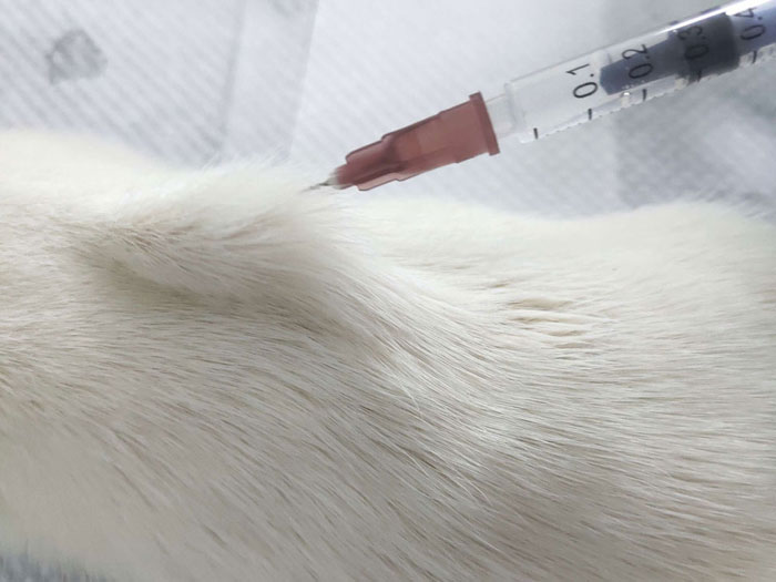 動物實驗基礎操作